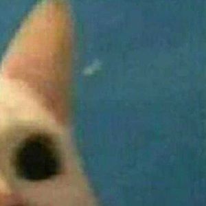 Meet your Posher, Krystal